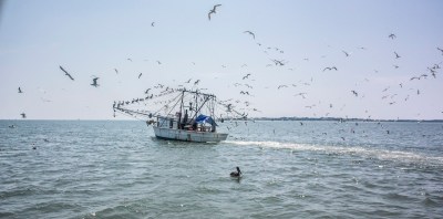 Boat_Birds_Web
