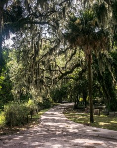 Bonaventure_Cemetery_Spanish_Moss_Web