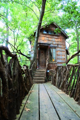 Tree_House_7_pop_Web