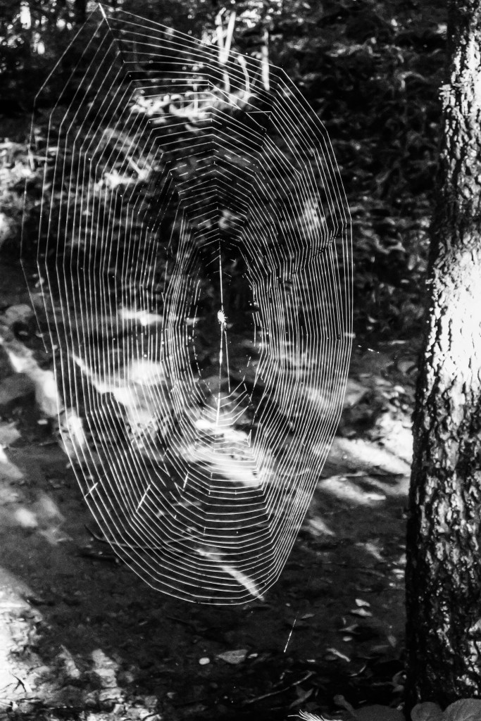 Devils_Den_Spider_Web