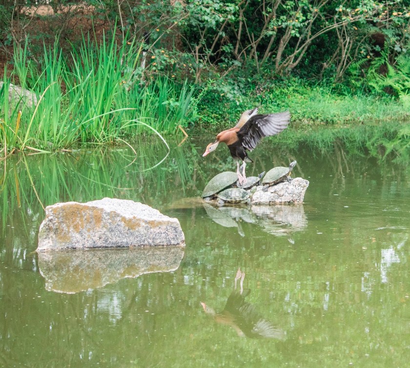 Enrico Cerrachio, Sam Houston Sculpture, LEAP Ambassadors, Center for Law Engagement And Politics, LEAP Center, Hermann Park