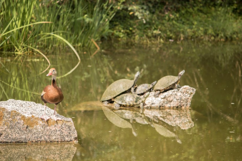 Enrico Cerrachio, Sam Houston Sculpture, LEAP Ambassadors, Center for Law Engagement And Politics, LEAP Center, Hermann Park