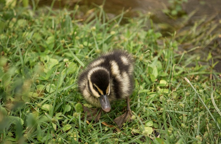 Enrico Cerrachio, Sam Houston Sculpture, LEAP Ambassadors, Center for Law Engagement And Politics, LEAP Center, Hermann Park