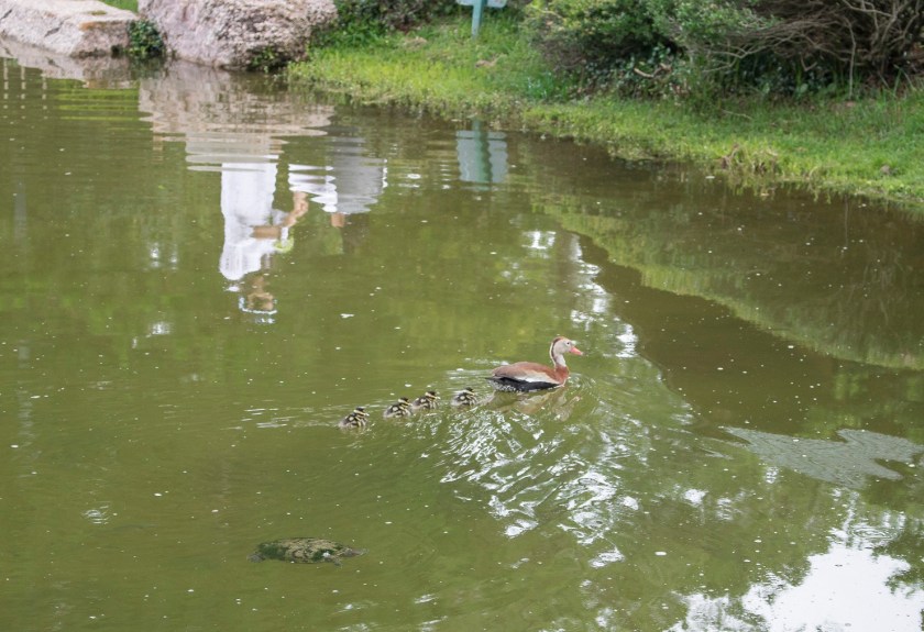 Enrico Cerrachio, Sam Houston Sculpture, LEAP Ambassadors, Center for Law Engagement And Politics, LEAP Center, Hermann Park, Japanese Gardens