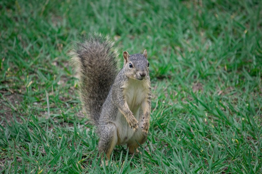 Enrico Cerrachio, Sam Houston Sculpture, LEAP Ambassadors, Center for Law Engagement And Politics, LEAP Center, Hermann Park