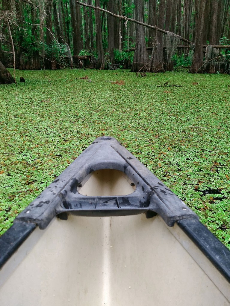 Caddo Lake, SHSU, Documentary, LEAP Center, Photography, Mark Burns