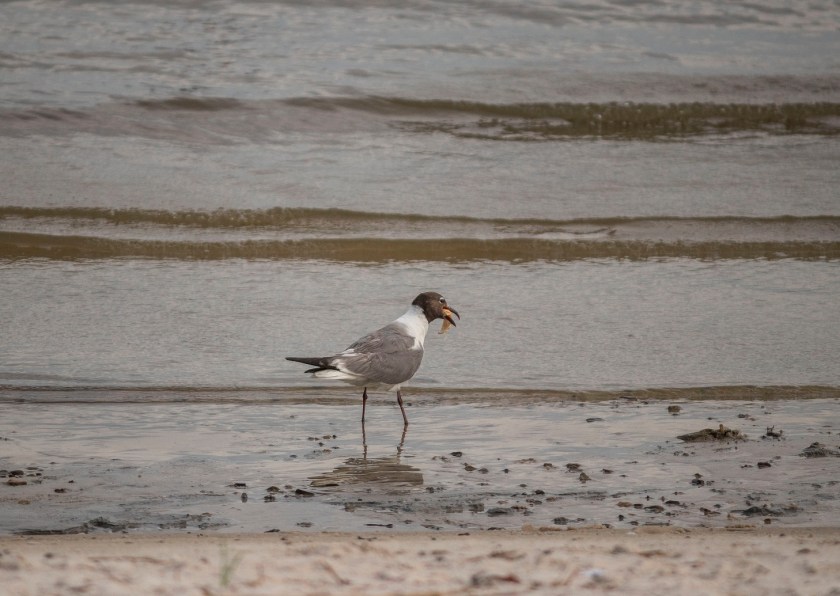 Southern Legislative Conference, Biloxi MS, SHSU, Sam Houston State University, LEAP Ambassadors, Jet Skiing, Biloxi Beach