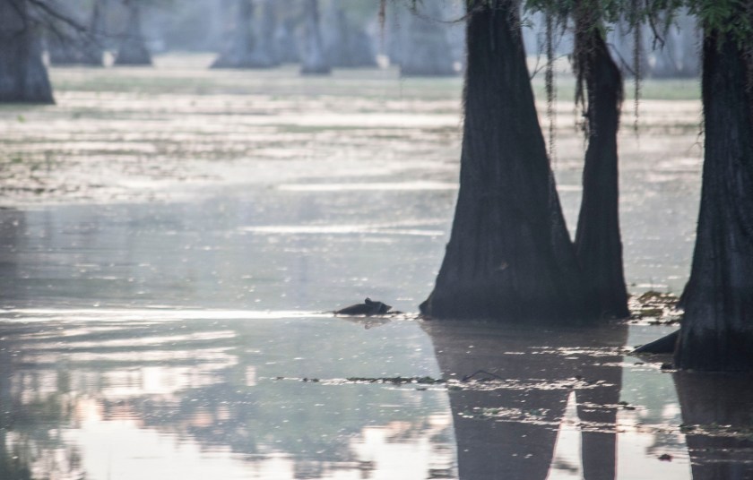 Caddo Lake, SHSU, Documentary, LEAP Center, Photography, Mark Burns