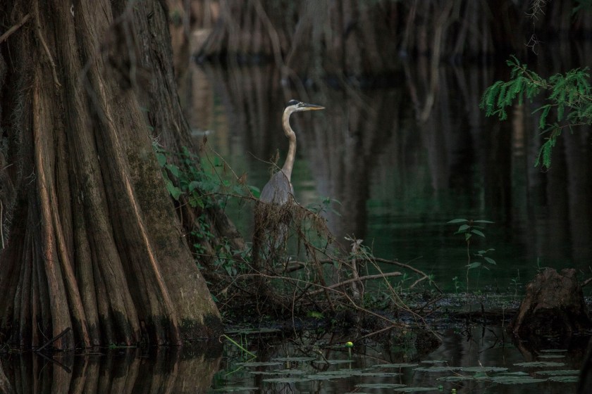 Mark Burns, Documentary, SHSU, LEAP Center, LEAP Ambassadors, SHSU, Photography, Caddo Lake