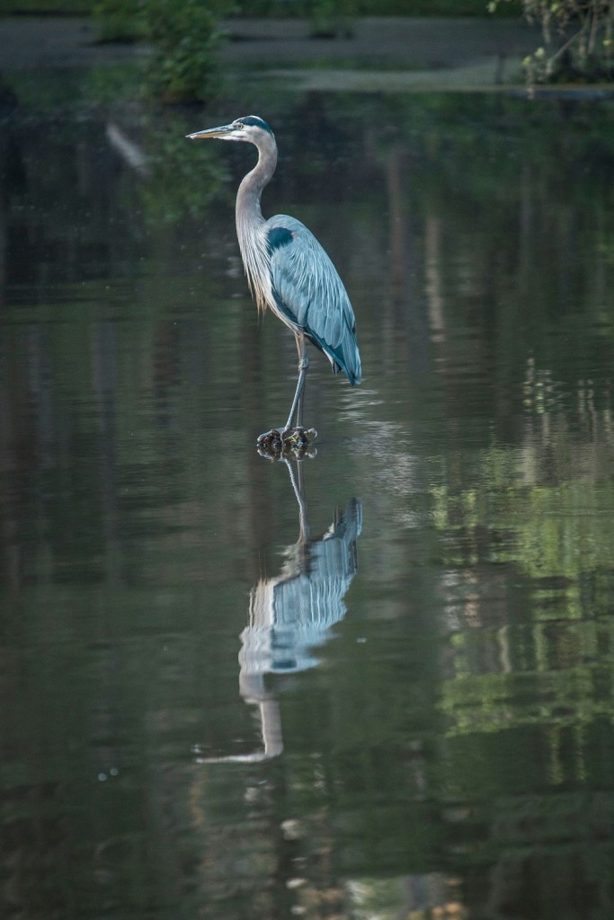 Caddo Lake, SHSU, Documentary, LEAP Center, Photography, Mark Burns