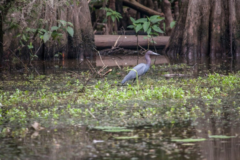 Blue Heron, LEAP Center, SHSU, Mark Burns, Photography, Caddo Lake