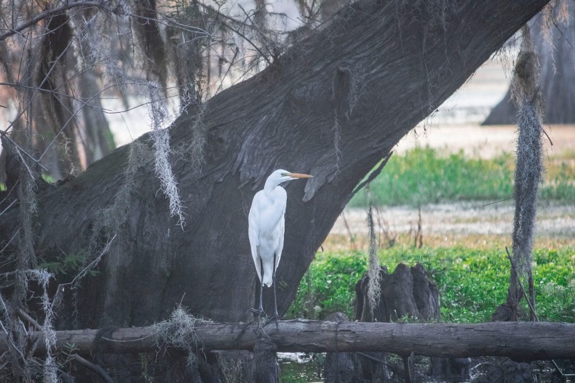 Mark Burns, Documentary, SHSU, LEAP Center, LEAP Ambassadors, SHSU, Photography, Caddo Lake
