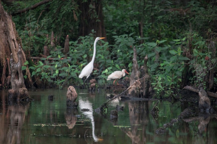 Mark Burns, Documentary, SHSU, LEAP Center, LEAP Ambassadors, SHSU, Photography, Caddo Lake