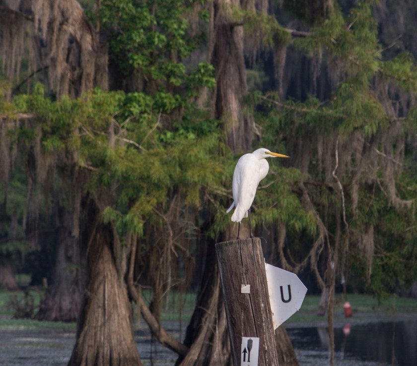Egret, LEAP Center, SHSU, Documentary, Photography, Caddo Lake