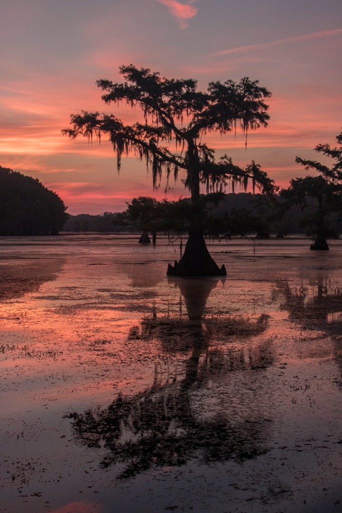 Caddo Lake, SHSU, Documentary, LEAP Center, Photography, Mark Burns