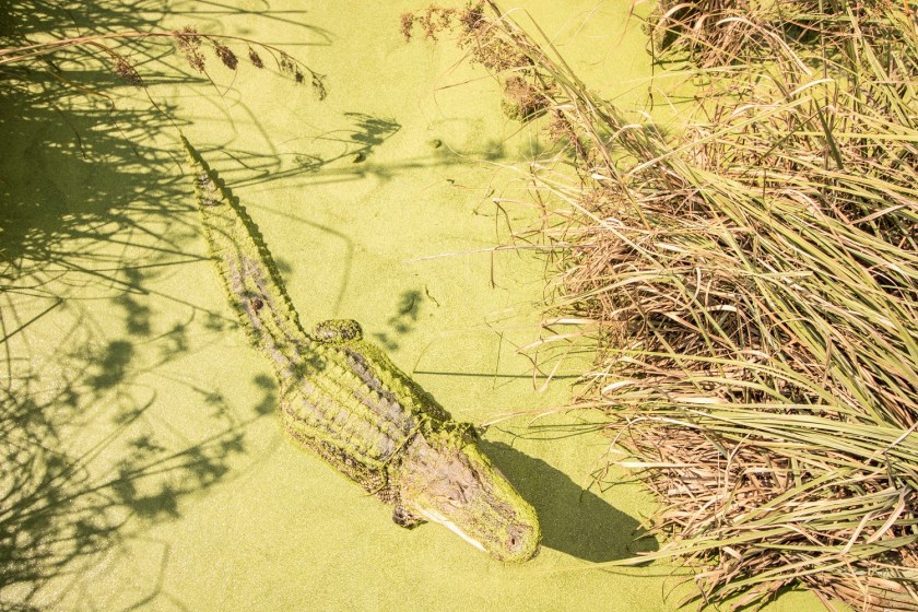 LEAP Ambassadors, LEAP Center, SHSU, Moss Point MS, Gator Ranch