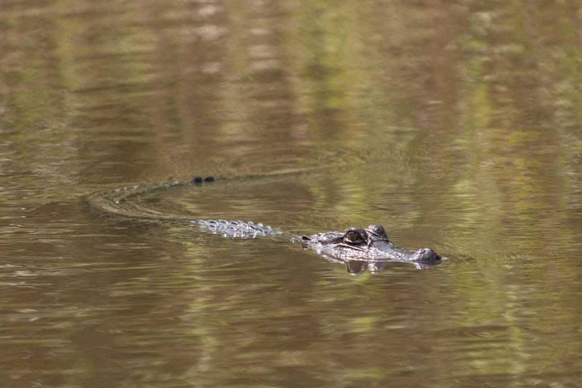 LEAP Ambassadors, LEAP Center, SHSU, Moss Point MS, Gator Ranch
