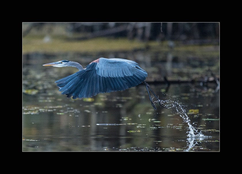 SHSU, LEAP Center, LEAP Ambassadors, Caddo Lake, Mark Burns