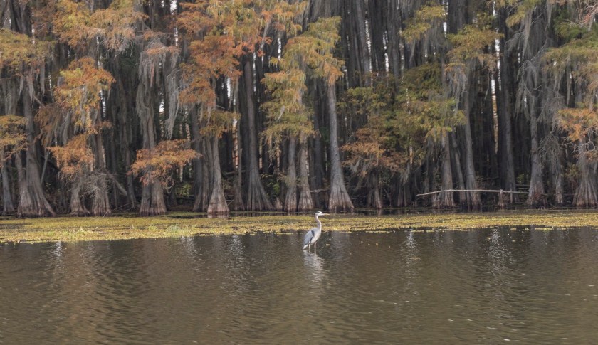 SHSU, LEAP Ambassadors, LEAP Center, Caddo Lake