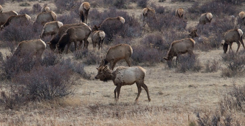 SHSU, LEAP Center, LEAP Ambassadors, Rocky Mountain National Park