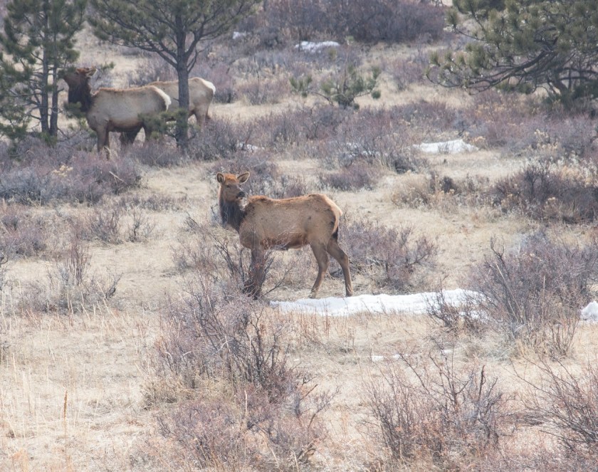 SHSU, LEAP Center, LEAP Ambassadors, Rocky Mountain National Park