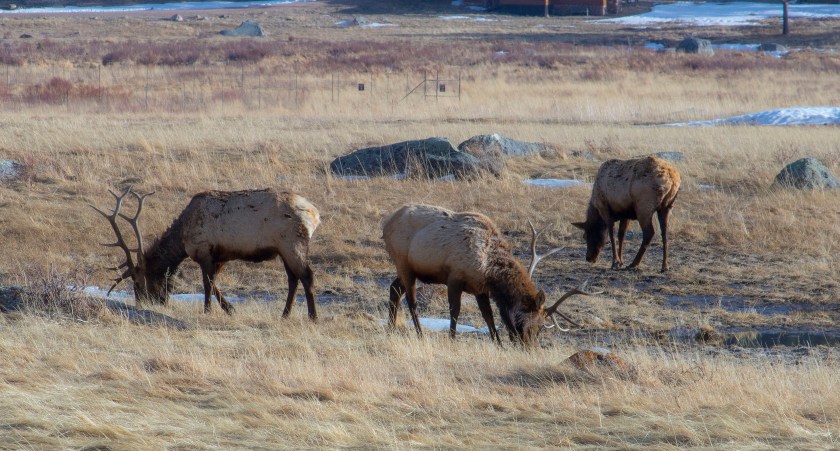 SHSU, LEAP Center, LEAP Ambassadors, Rocky Mountain National Park