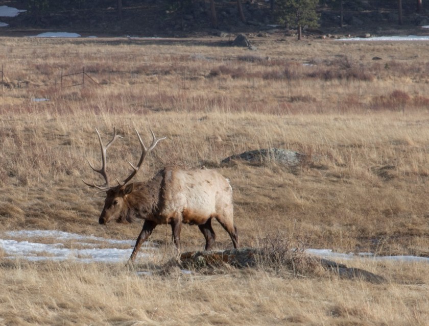 SHSU, LEAP Center, LEAP Ambassadors, Rocky Mountain National Park