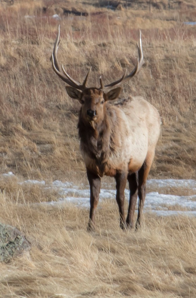 SHSU, LEAP Center, LEAP Ambassadors, Rocky Mountain National Park