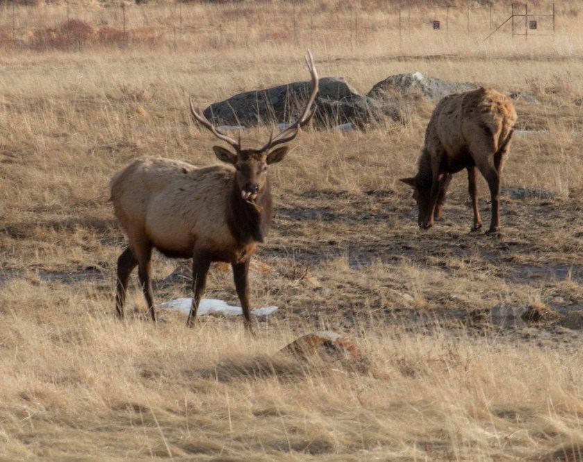 SHSU, LEAP Center, LEAP Ambassadors, Rocky Mountain National Park