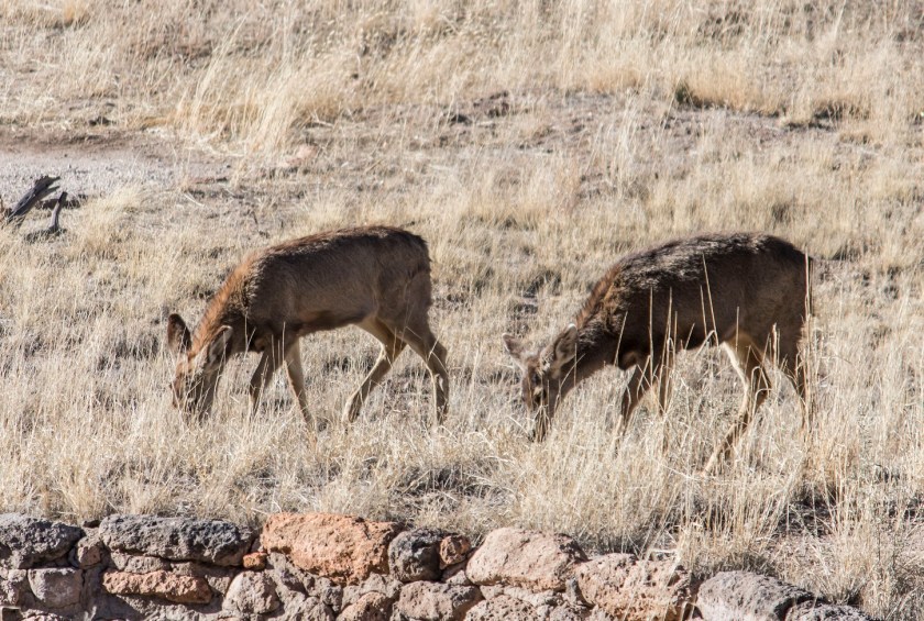 SHSU, LEAP Center, LEAP Ambassadors, Santa Fe, Bandolier Monument