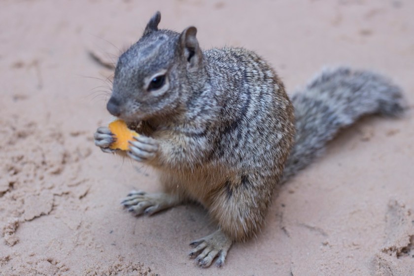 SHSU, LEAP Center, Zion