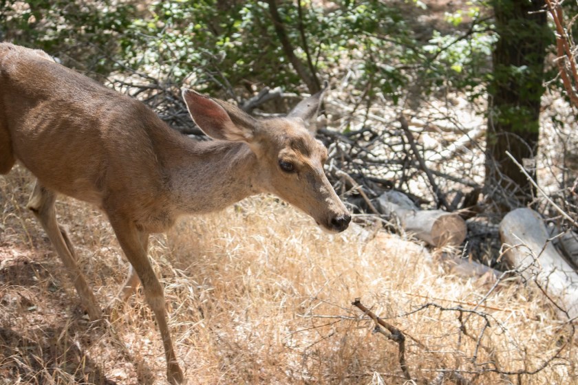 SHSU, LEAP Center, Zion, The Grotto