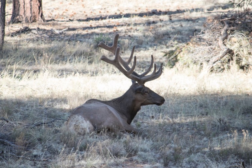 SHSU, LEAP Center, Grand Canyon, Elk