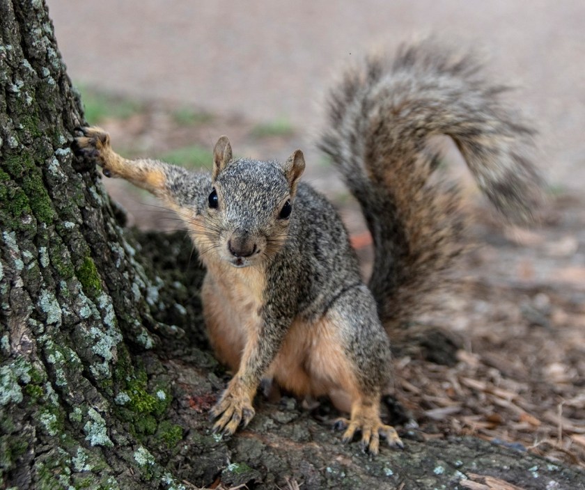 SHSU, LEAP Center, LEAP Ambassadors, Rice University