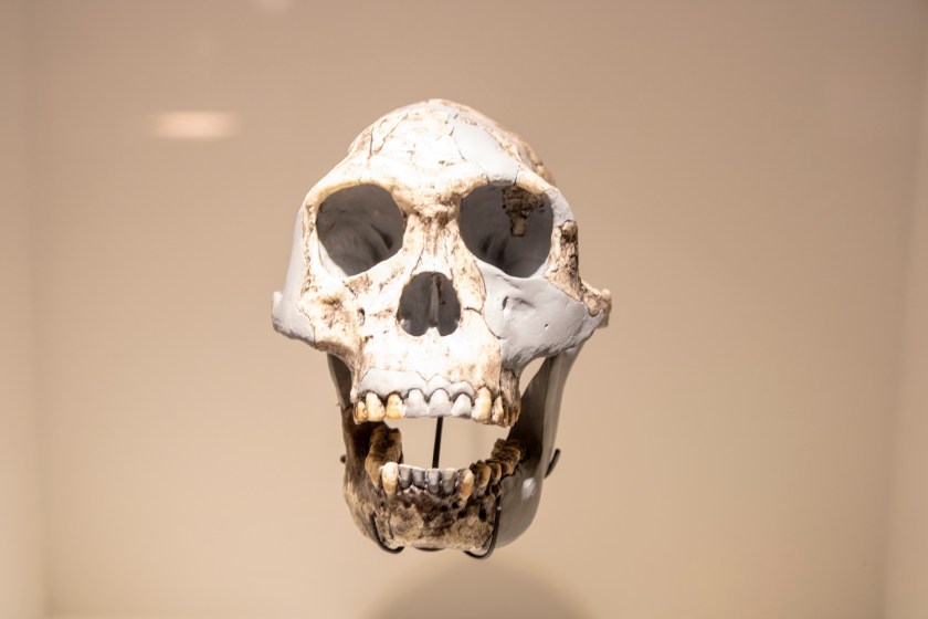 SHSU, LEAP Center, LEAP Ambassadors, Museum of Natural Science