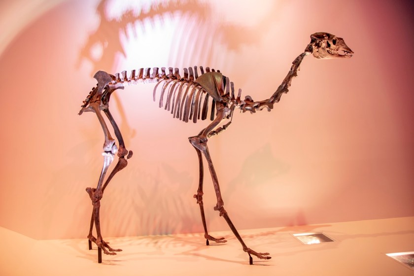 SHSU, LEAP Center, LEAP Ambassadors, Museum of Natural Science