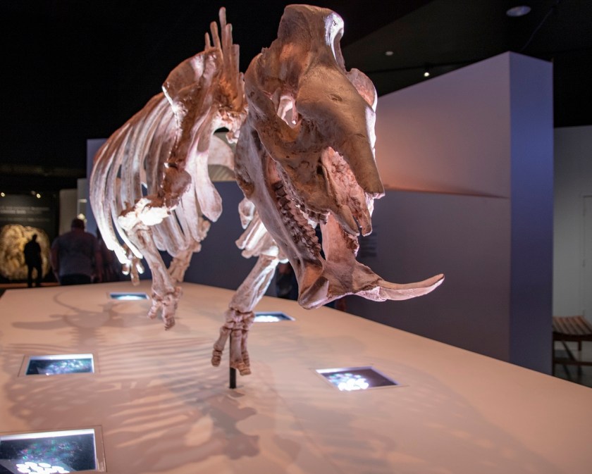 SHSU, LEAP Center, LEAP Ambassadors, Museum of Natural Science