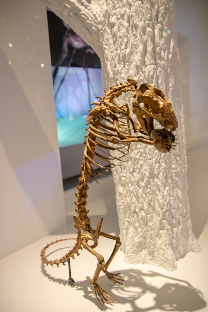 SHSU, LEAP Center, LEAP Ambassadors, Museum of Natural Science