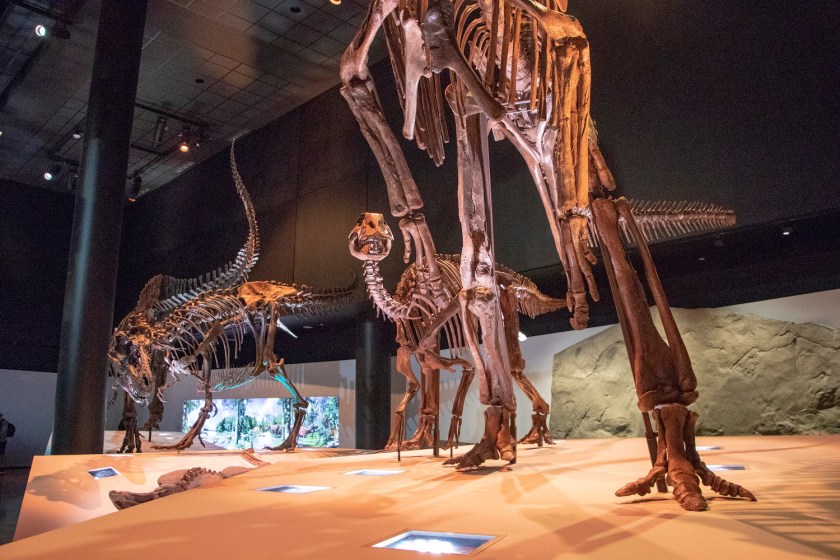 SHSU, LEAP Center, LEAP Ambassadors, Museum of Natural Science