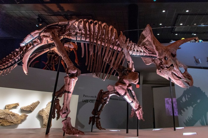 SHSU, LEAP Center, LEAP Ambassadors, Museum of Natural Science