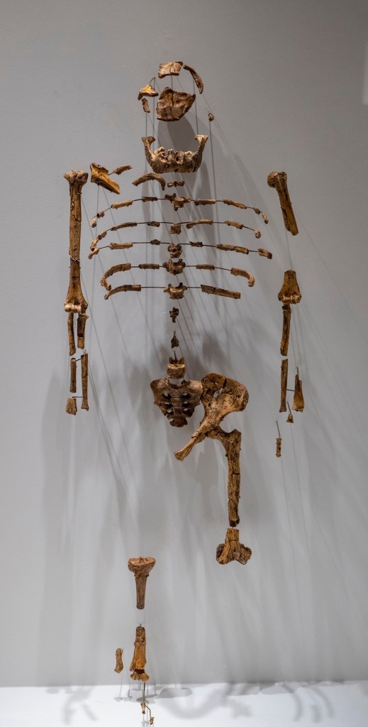 SHSU, LEAP Center, LEAP Ambassadors, Museum of Natural Science