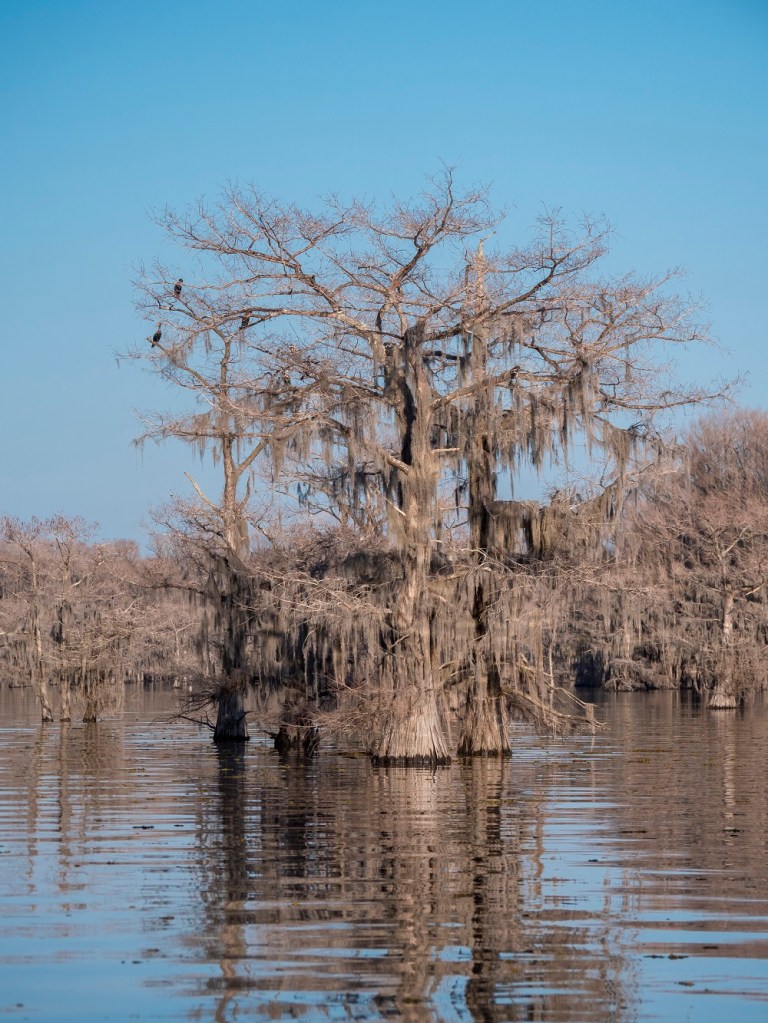 SHSU, LEAP Center, Center for Law Engagement and Politics, Caddo Lake