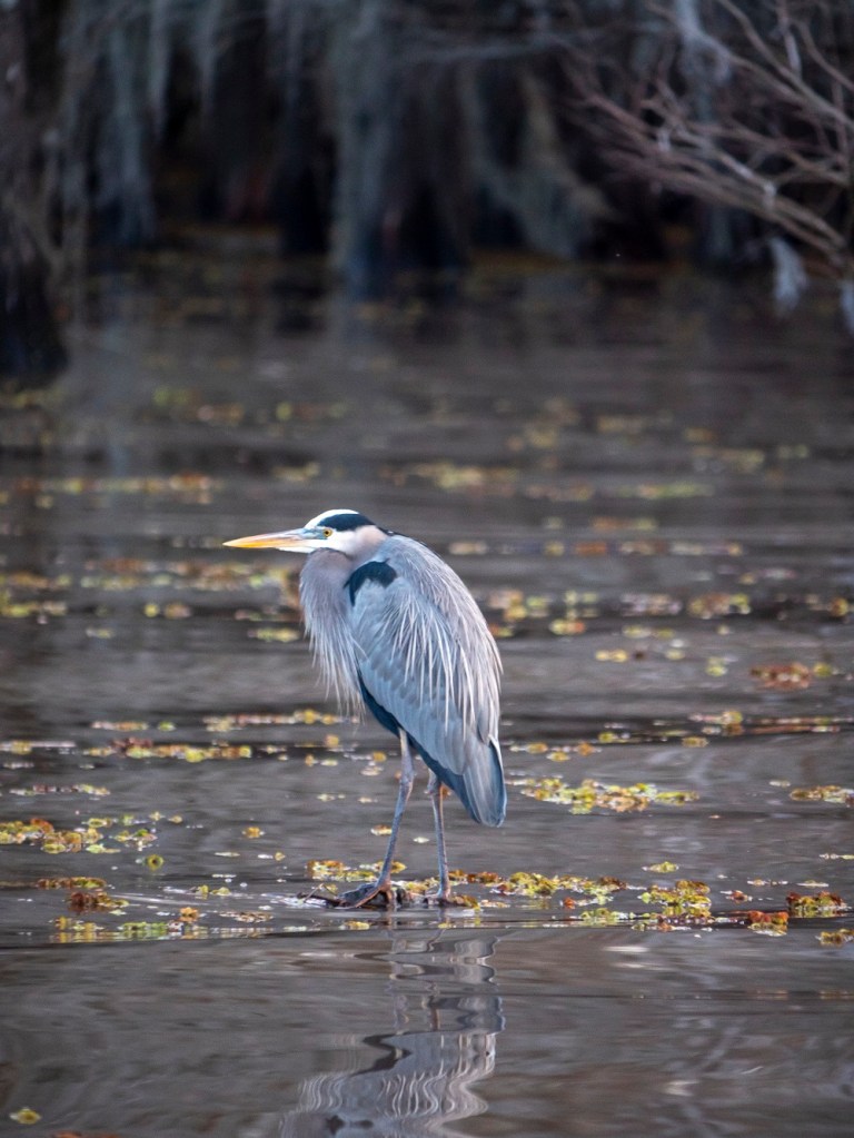 SHSU, LEAP Center, Center for Law Engagement and Politics, Caddo Lake